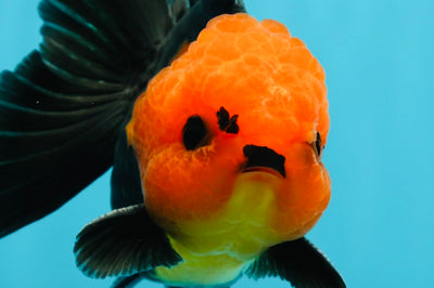 Grumpy 😡 A Grade Red Head Button Eyes Oranda Male 4.5-5 inches #1004OR_38