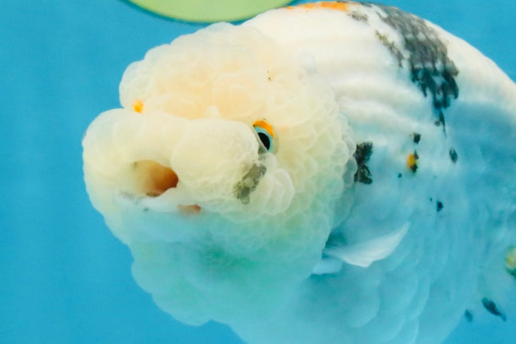 White Sakura LionChu Female 5 inches #121925LC_06