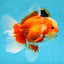 AAA Grade Red White Oranda Male 6.5 inches #080125OR_08