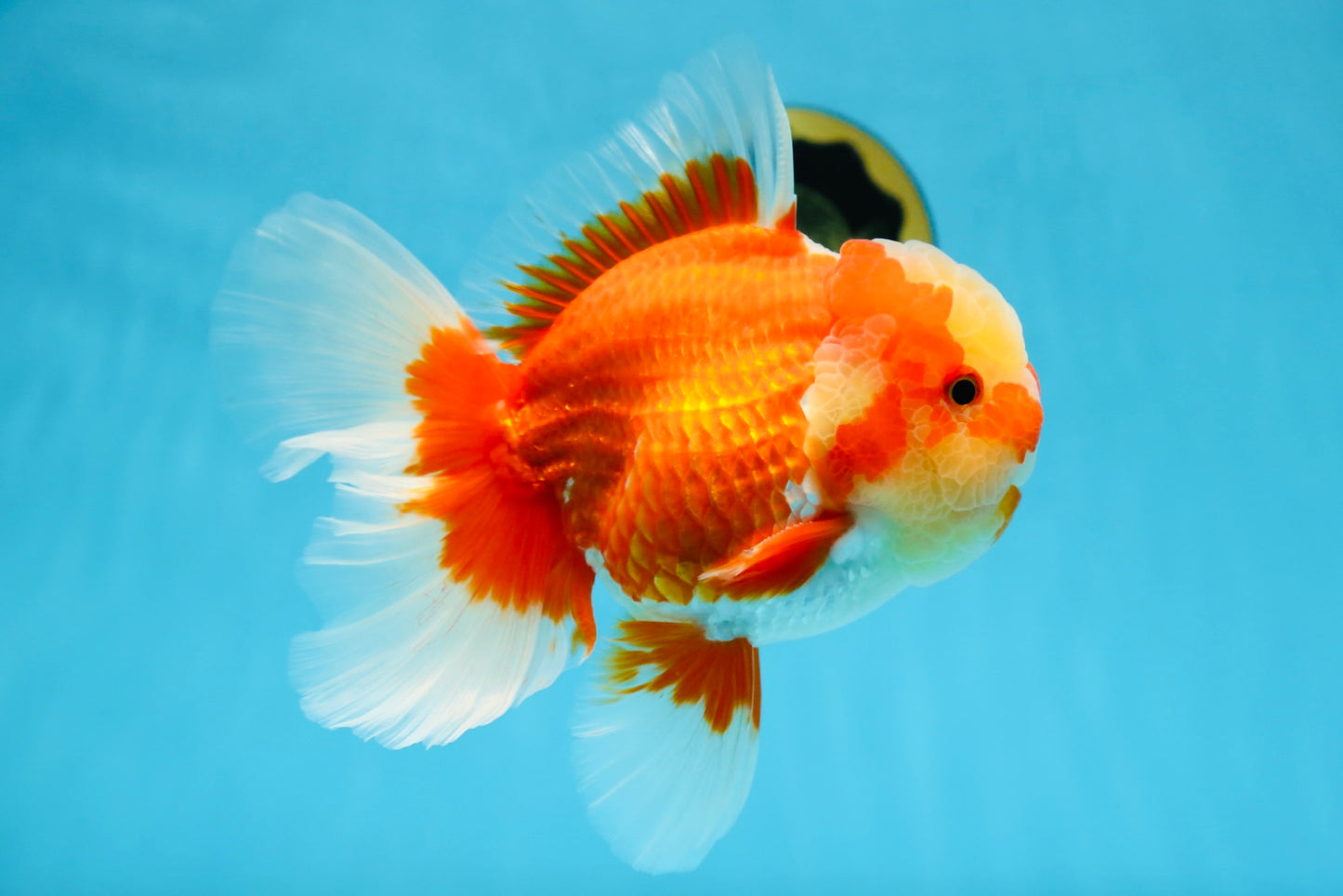 AAA Grade Red White Oranda Male 6.5 inches #080125OR_08