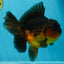 A Grade Apache Oranda Male 5.5-6 inches #060625OR_30