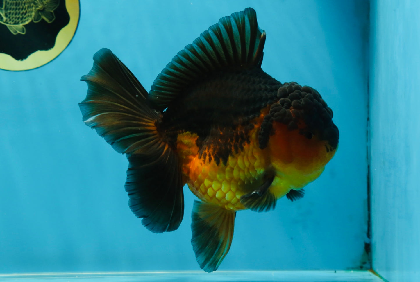 A Grade Apache Oranda Male 5.5-6 inches #060625OR_30