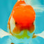 VISION A Grade Red White Oranda Male 6 inches #070626OR_08
