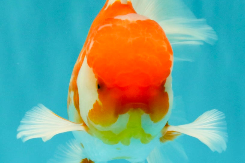 VISION A Grade Red White Oranda Male 6 inches #070626OR_08