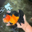 CHUBBY A Grade Apache Oranda Female 6 inches #071726OR_17