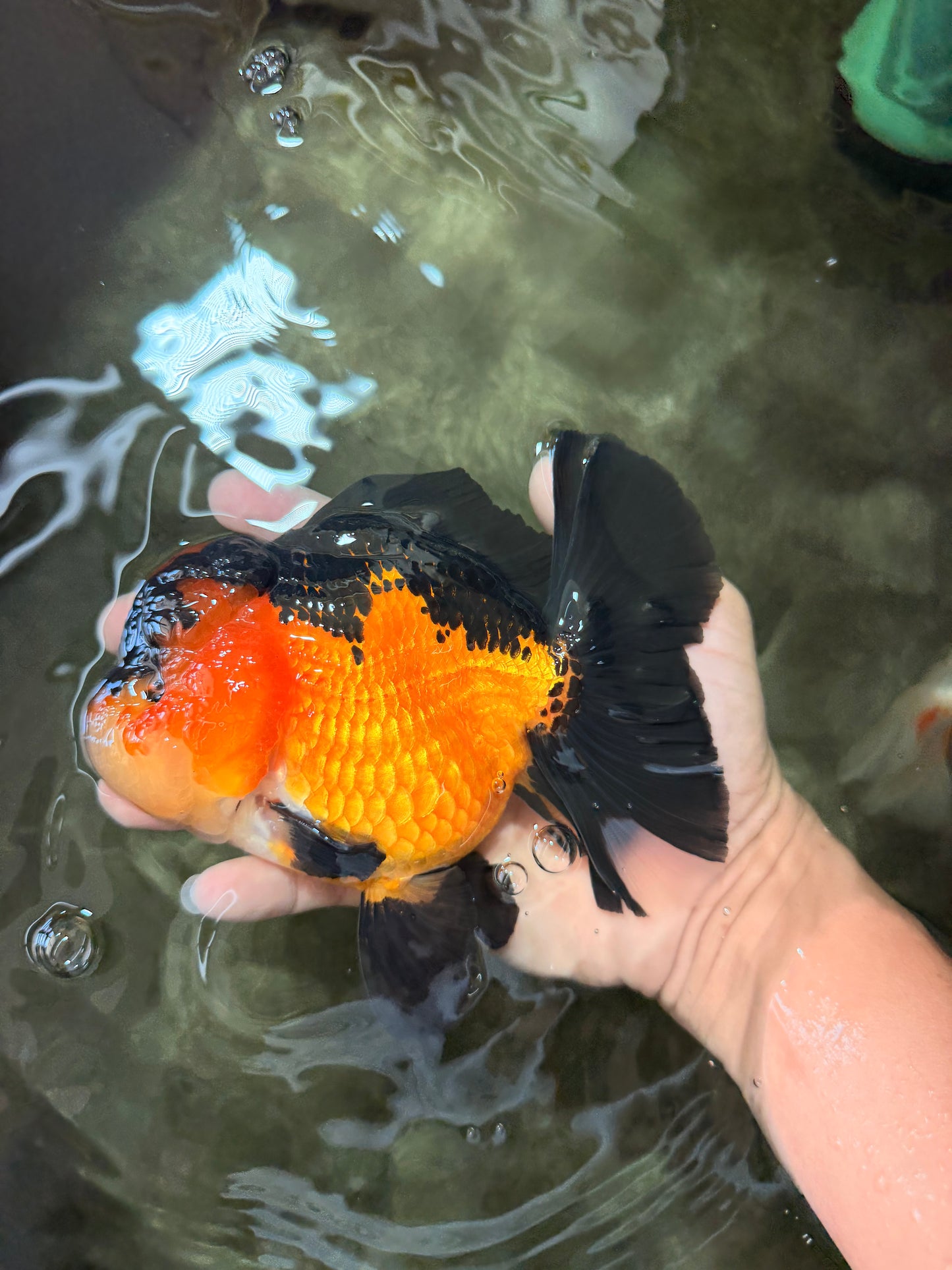 CHUBBY A Grade Apache Oranda Female 6 inches #071726OR_17