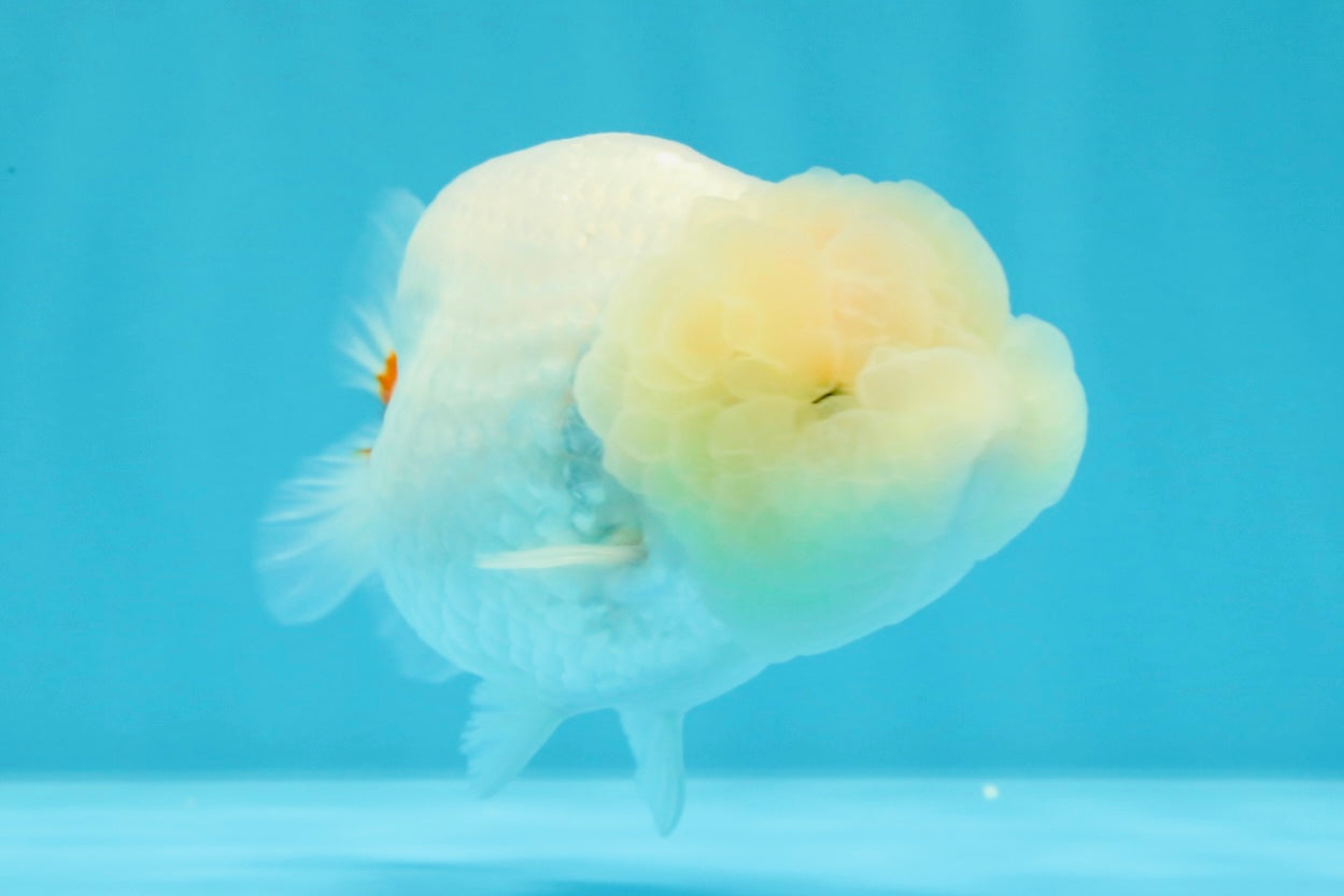 A Grade Dragon Head White LionQueen 4.5 inches #022726LC_24