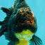 AAA Grade Jumbo Bloodline Kirin Oranda Male 7.5 inches #061926OR_05