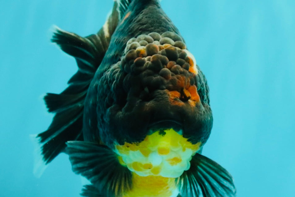 AAA Grade Jumbo Bloodline Kirin Oranda Male 7.5 inches #061926OR_05