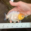 A Grade Milk Cow Ranchu Female 4.5 inches #101025RC_14