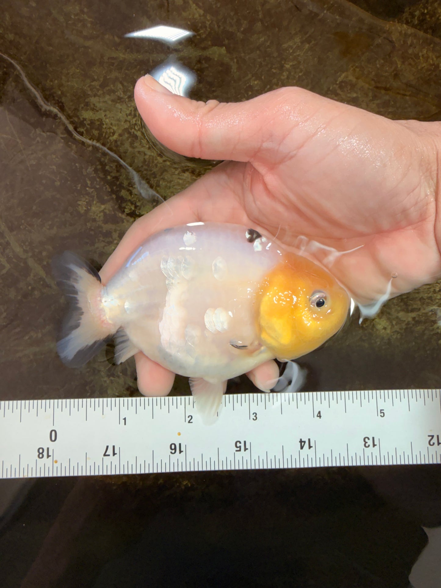 A Grade Milk Cow Ranchu Female 4.5 inches #101025RC_14