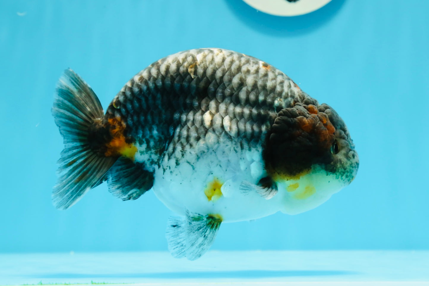 Femelle Ranchu Kirin Blue Base de qualité AAA 5,5 pouces #0503RC_31