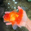 A Grade Red White Oranda Male 6 inches #082826OR_12