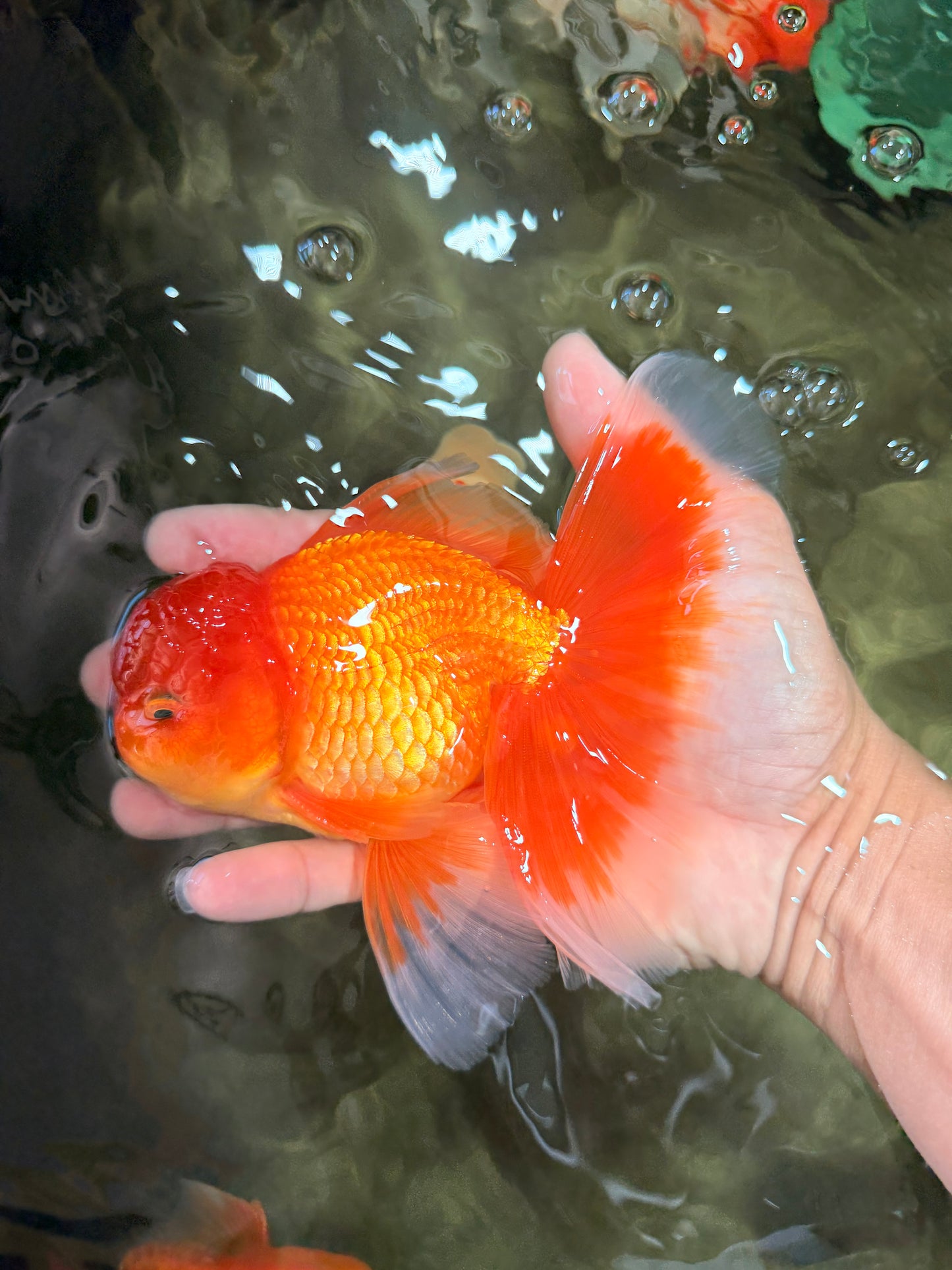 A Grade Red White Oranda Male 6 inches #082826OR_12