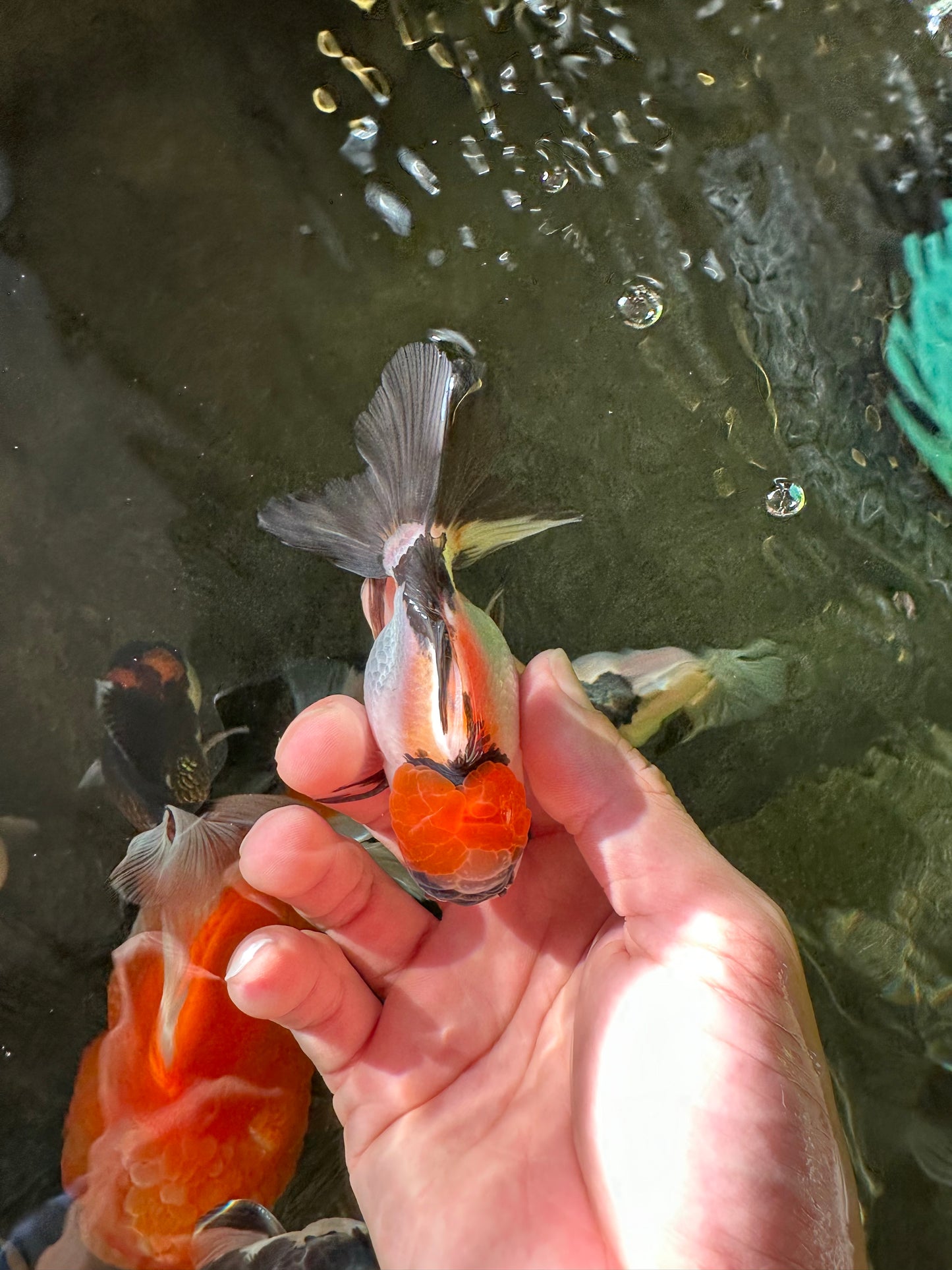 Tricolor Oranda Male 3.5 inches #102524OR_23