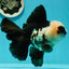 AAA Grade Giant Generation Panda Oranda Male 6.5 inches #102524OR_07