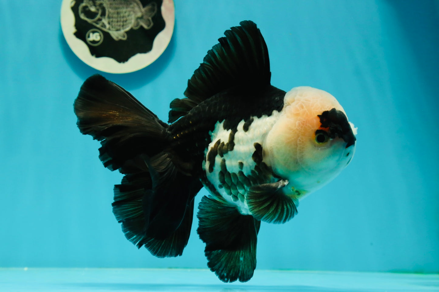 AAA Grade Giant Generation Panda Oranda Male 6.5 inches #102524OR_07