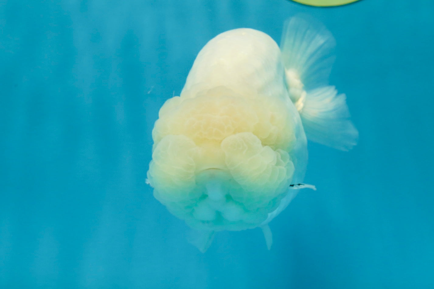 RARE A Grade Sakura Snow White LionQueen 5-5.5 inches #050225LC_13