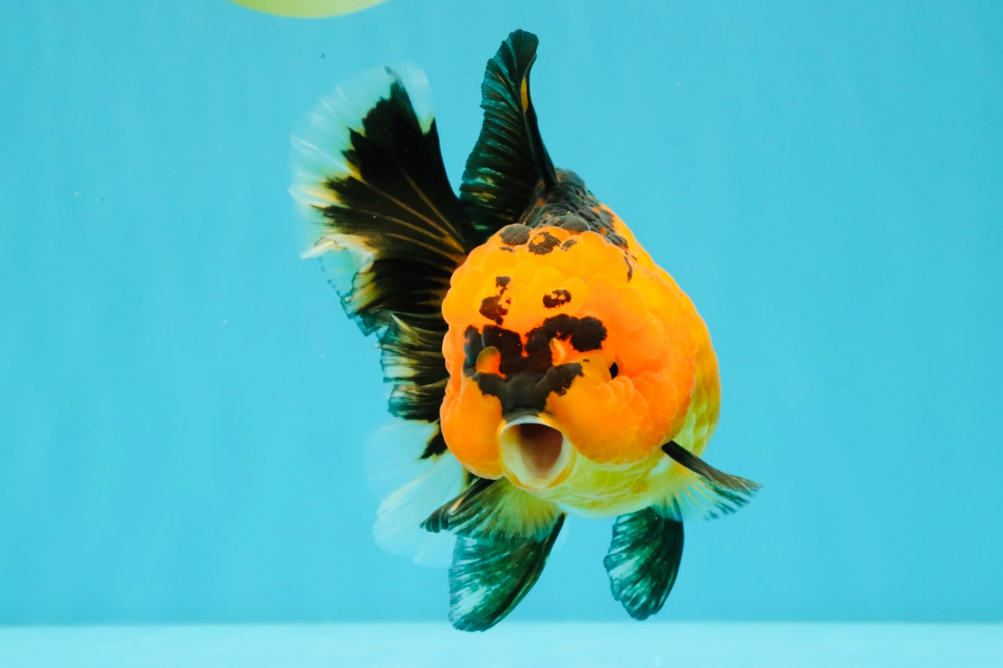 HEART A Grade Apache Oranda Female 6-6.5 inches #032026OR_06