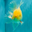 A Grade White Oranda Male 6 inches #100926OR_16