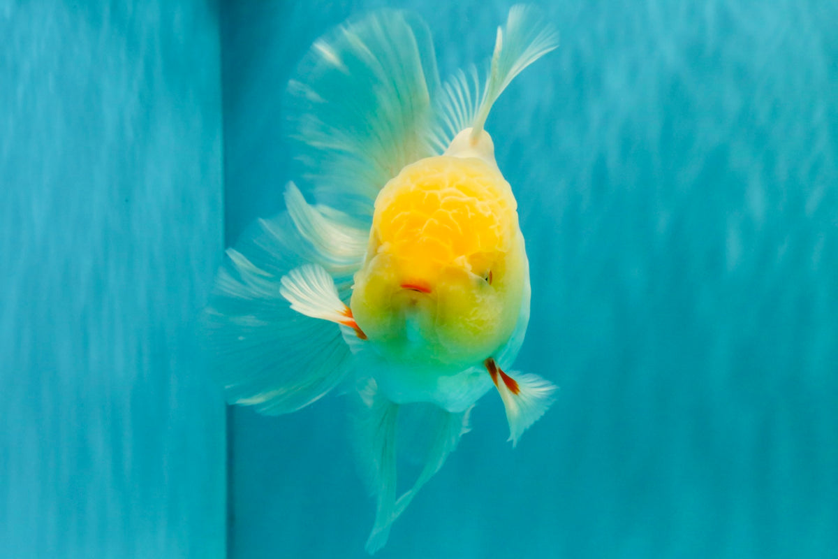A Grade White Oranda Male 6 inches #100926OR_16