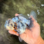 Kirin Oranda Female 6 inches #071726OR_19