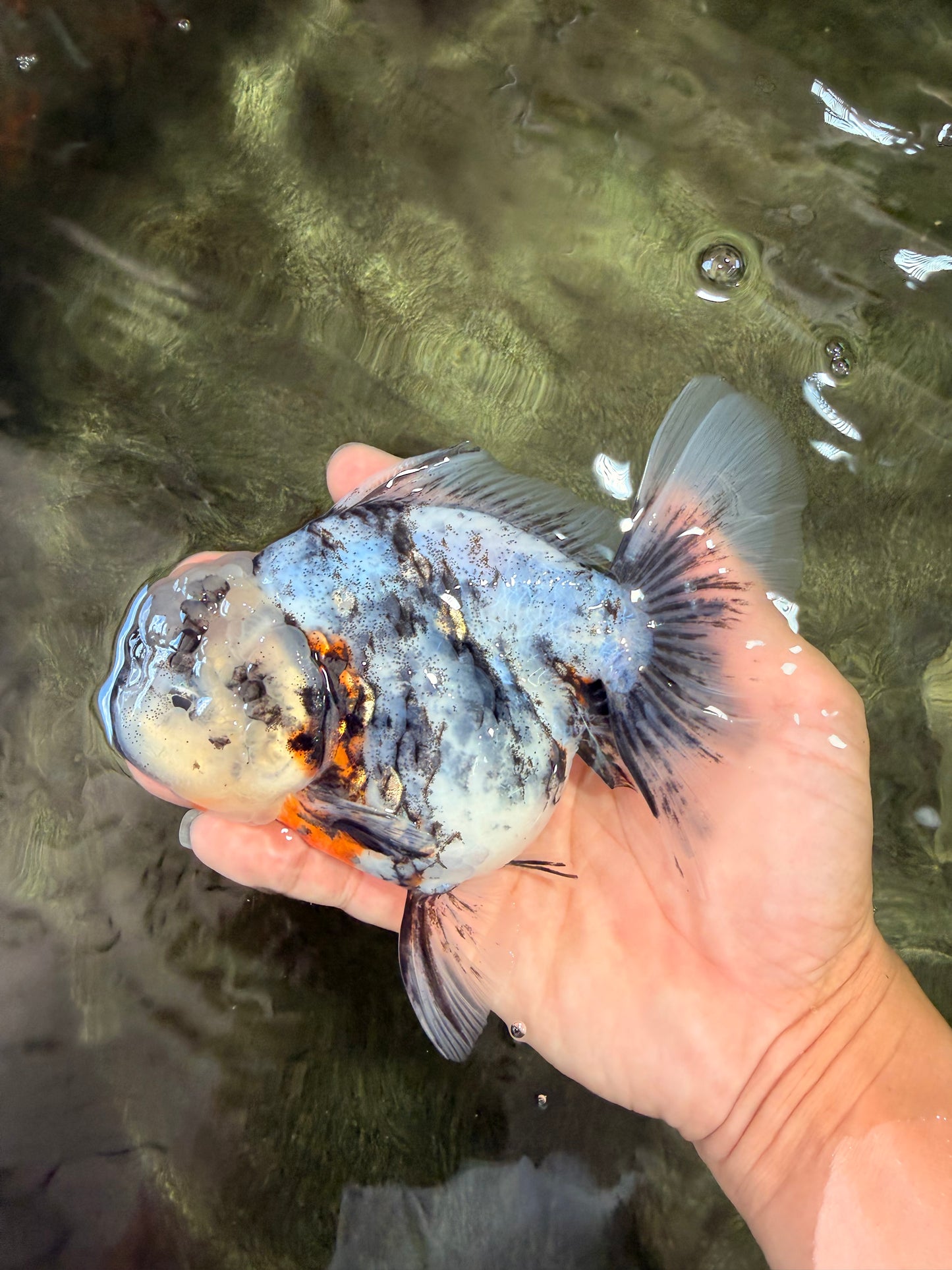 Kirin Oranda Female 6 inches #071726OR_19