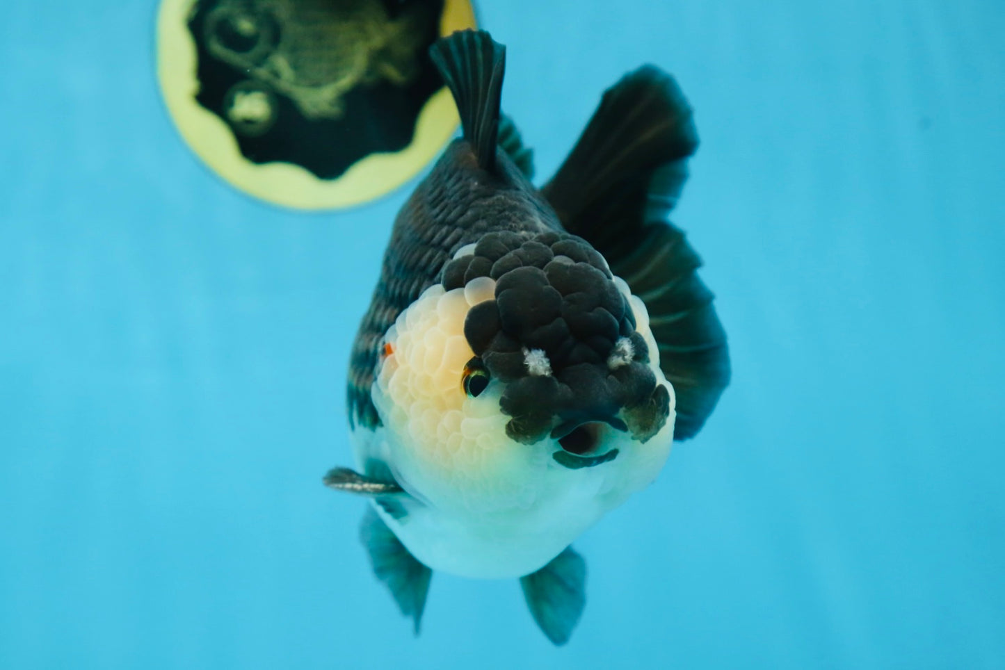 AAA Grade Panda Yuanbao Male 6 inches #091225YB_01