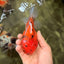 CHONKY AAA Grade Tiger Oranda Male 5-5.5 inches #082826OR_03
