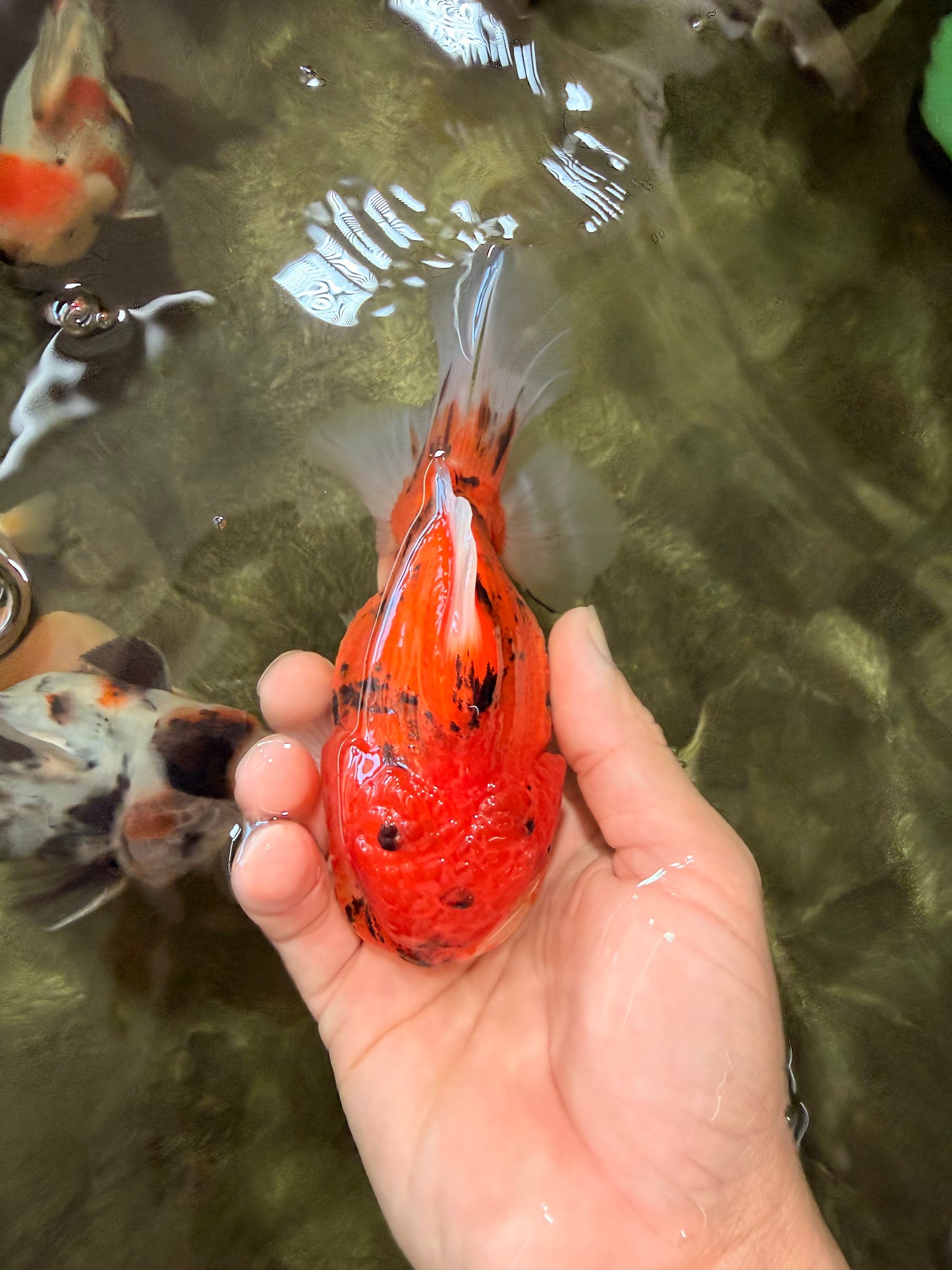 CHONKY AAA Grade Tiger Oranda Male 5-5.5 inches #082826OR_03
