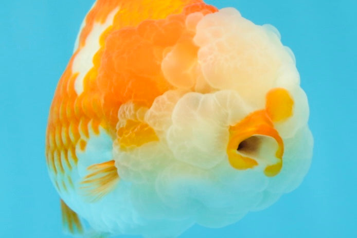 Special A Grade Chonky Kohaku LionQueen 4.5 inches #050225LC_16