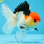 A Grade Tricolor Oranda Male 5 inches #080825OR_01