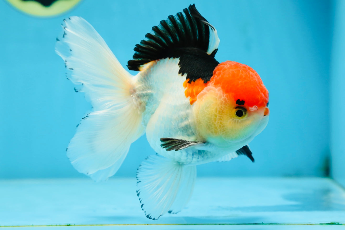 A Grade Tricolor Oranda Male 5 inches #080825OR_01