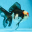 Tricolor Oranda Female 5-5.5 inches #111425OR_17