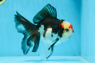 Tricolor Oranda Female 5-5.5 inches #111425OR_17