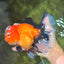 CHARLIE AAA Grade Apache Oranda Female 6.5 inches #091826OR_01