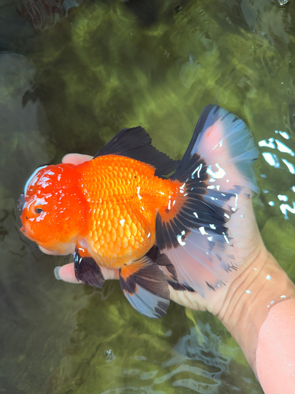 CHARLIE AAA Grade Apache Oranda Female 6.5 inches #091826OR_01