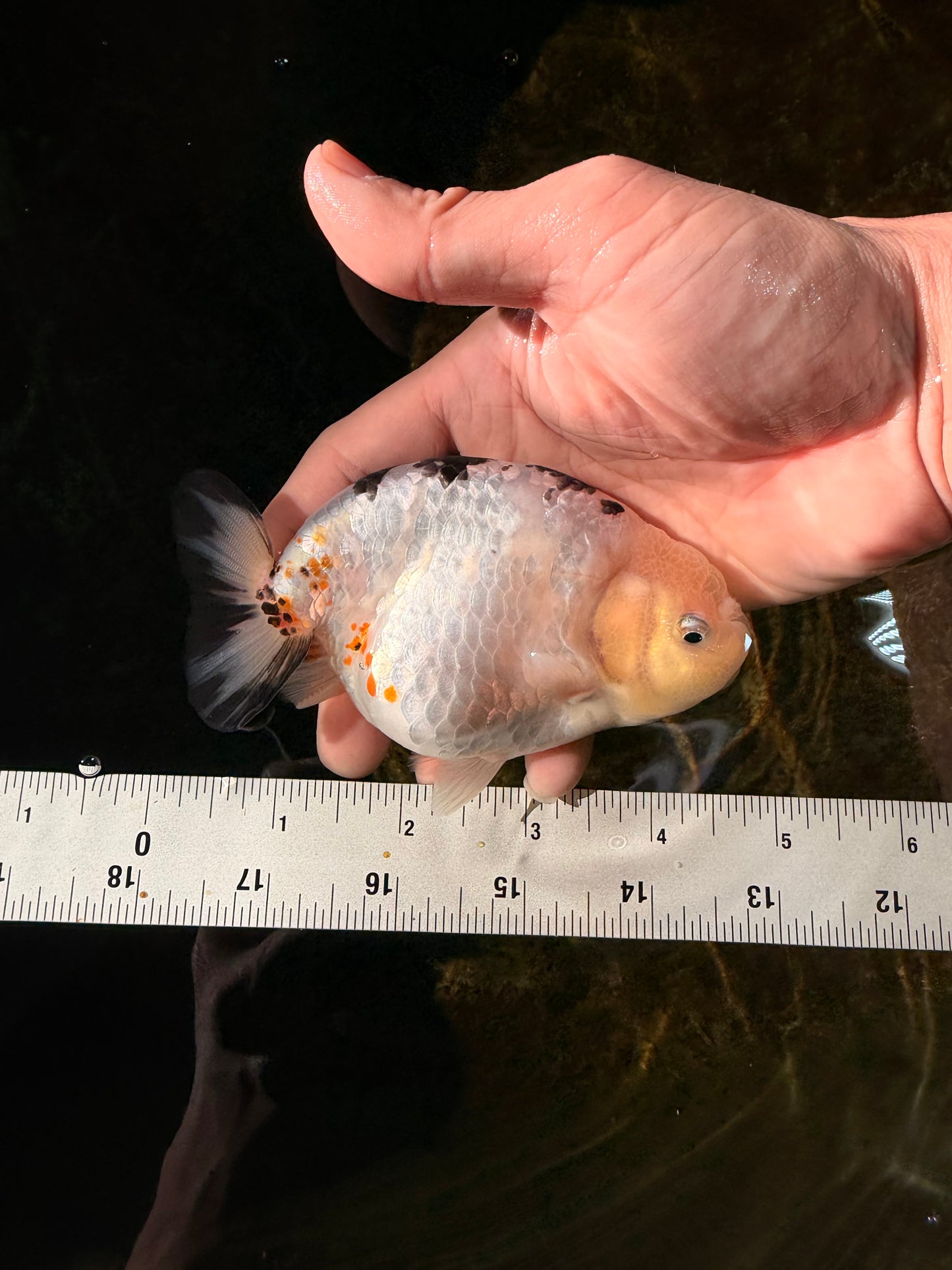 UNIQUE A Grade Chinese Cow Ranchu Female 4.5 inches #102425RC_05
