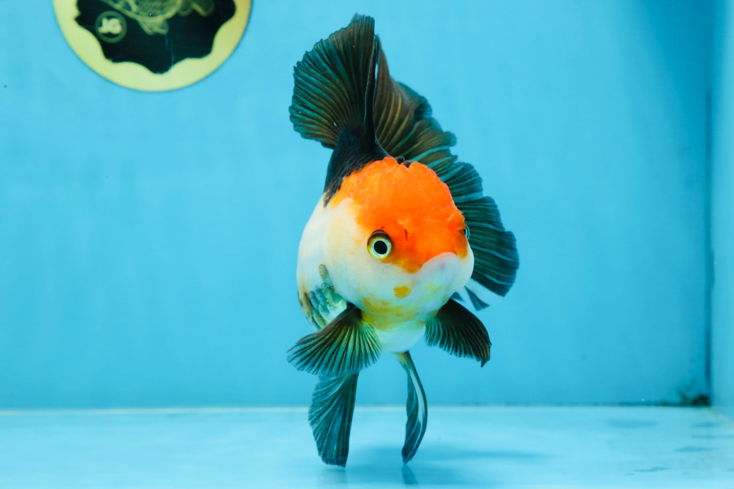 Tricolor Oranda Female 5.5 inches #100325OR_14