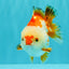 AAA Grade Red White Yuanbao Male 4.5-5 inches #082126YB_26
