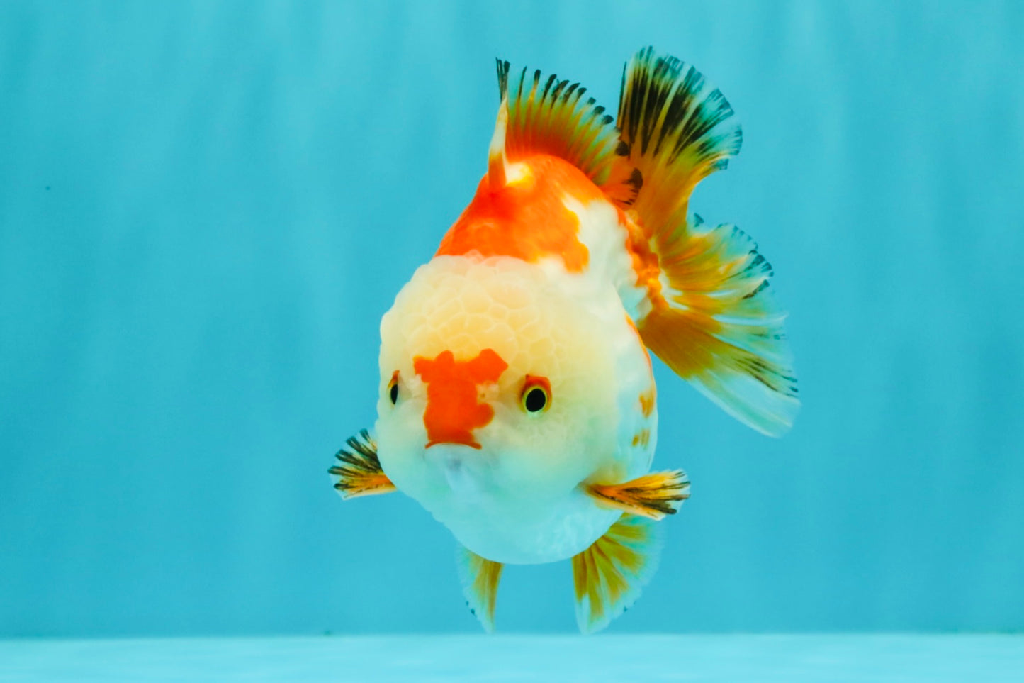 AAA Grade Red White Yuanbao Male 4.5-5 inches #082126YB_26