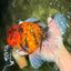 A Grade Tiger Oranda Male 7.5 inches #101626OR_19