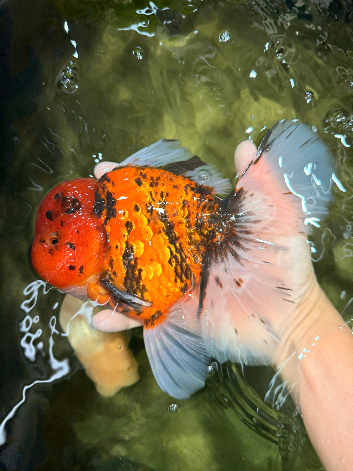 A Grade Tiger Oranda Male 7.5 inches #101626OR_19