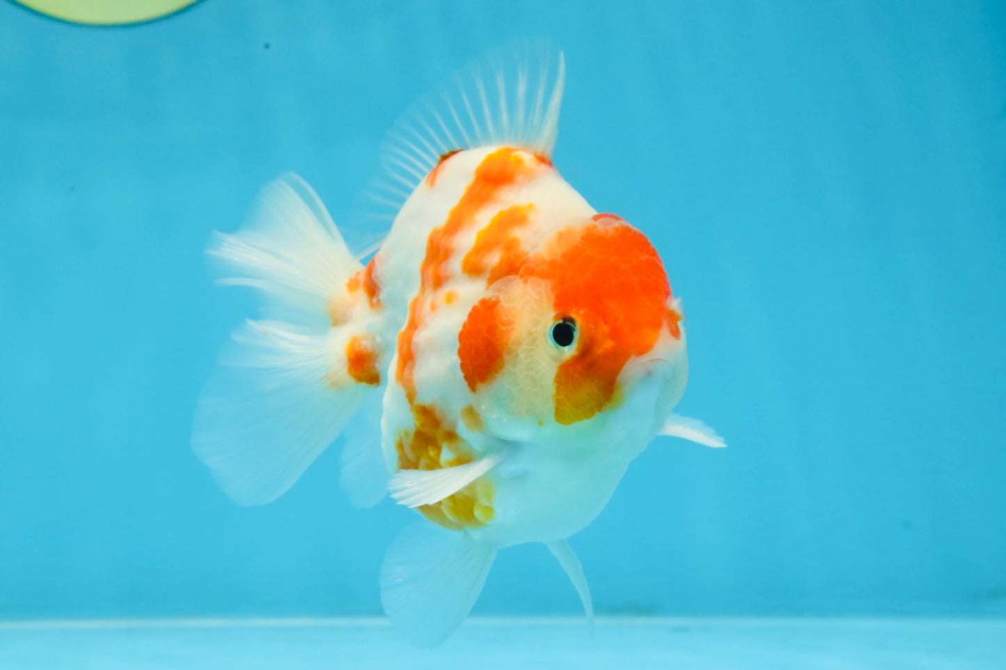 A Grade Young Godzilla Kohaku Sakura Yuanbao Male 4.5 inches #101725YB_28