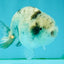 A Grade White Tiger LionQueen 4 inches #082126LC_31