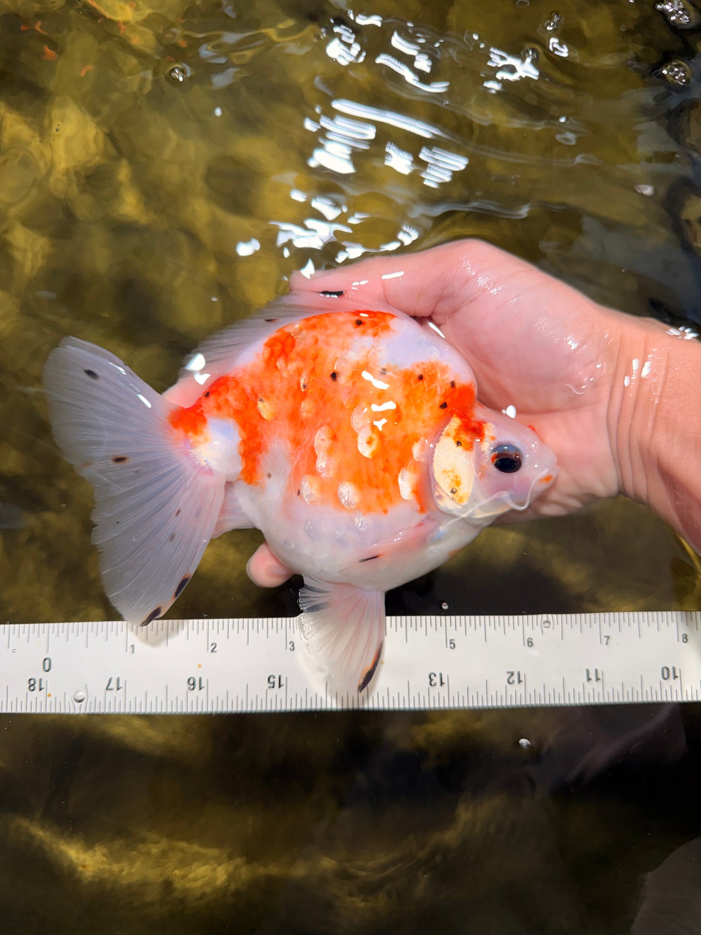 AAA Grade Indonesia Sakura Ryukin Male 6-6.5 inches #111425RK_12