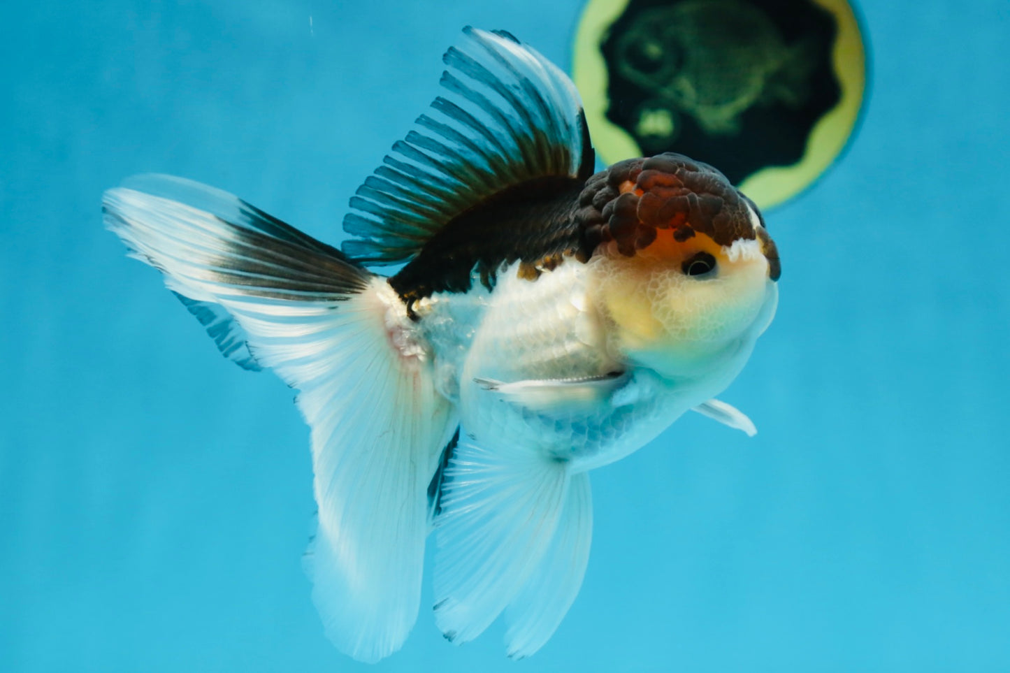 A Grade Panda Oranda Male 5-5.5 inches #080125OR_27