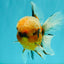 A Grade Tiger Oranda Male 5.5-6 inches #081426OR_04