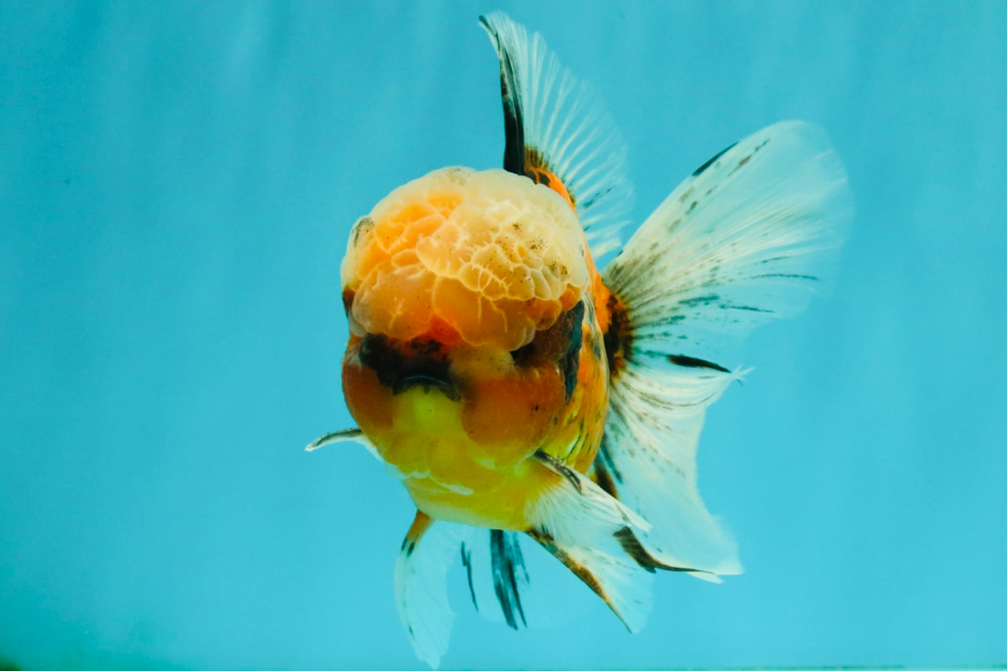 A Grade Tiger Oranda Male 5.5-6 inches #081426OR_04