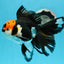 AAA Grade Tricolor Beautiful Tail Oranda Female 5.5–6 inches #0614OR_24